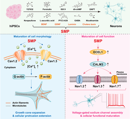 490334b2cc1541f3997ea5081715bc5f.png image.png